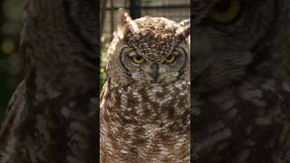Dengerous Owl Sound