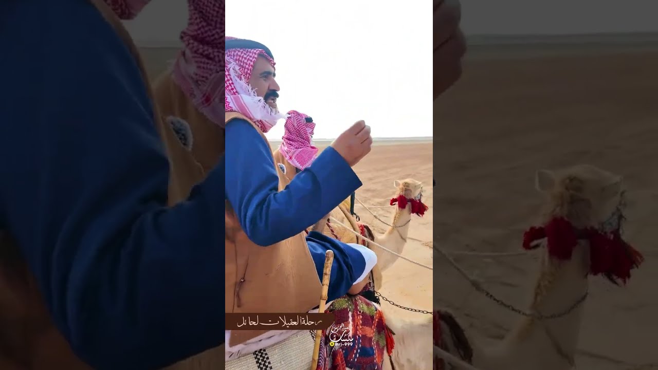 تغطيتي لرحلة ::انطلقت يوم الأحد 1447/8/13 رحلة العقيلات على ظهور الإبل من جردة بريدة الى حائل