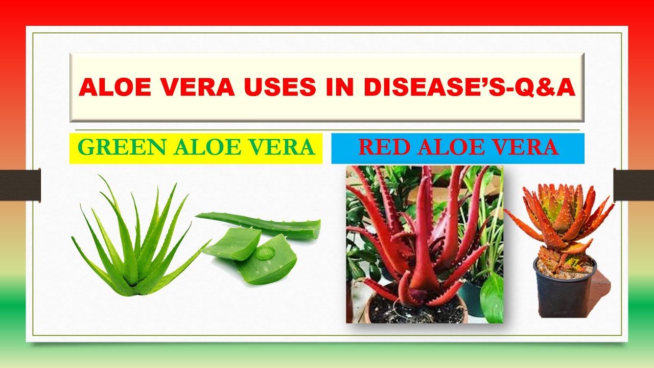 ALOE VERA USES IN DISEASES QUESTIONS & ANSWERS YouTube