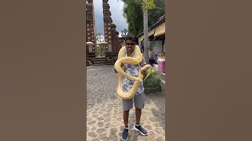 ALBINO PYTHON #PYTHON #shortvideo #VIRAL