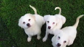 Pyrenees puppies mix with lab dog