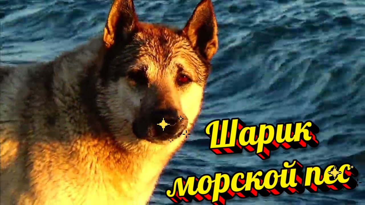 ▶️ Док.фильм. Память о друге .Встречал закаты и рассветы .Сочи. Жизнь на море / Ялта