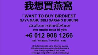 Download Lagu suara sarang burung ( swiftlet sound ) 燕窝 MP3