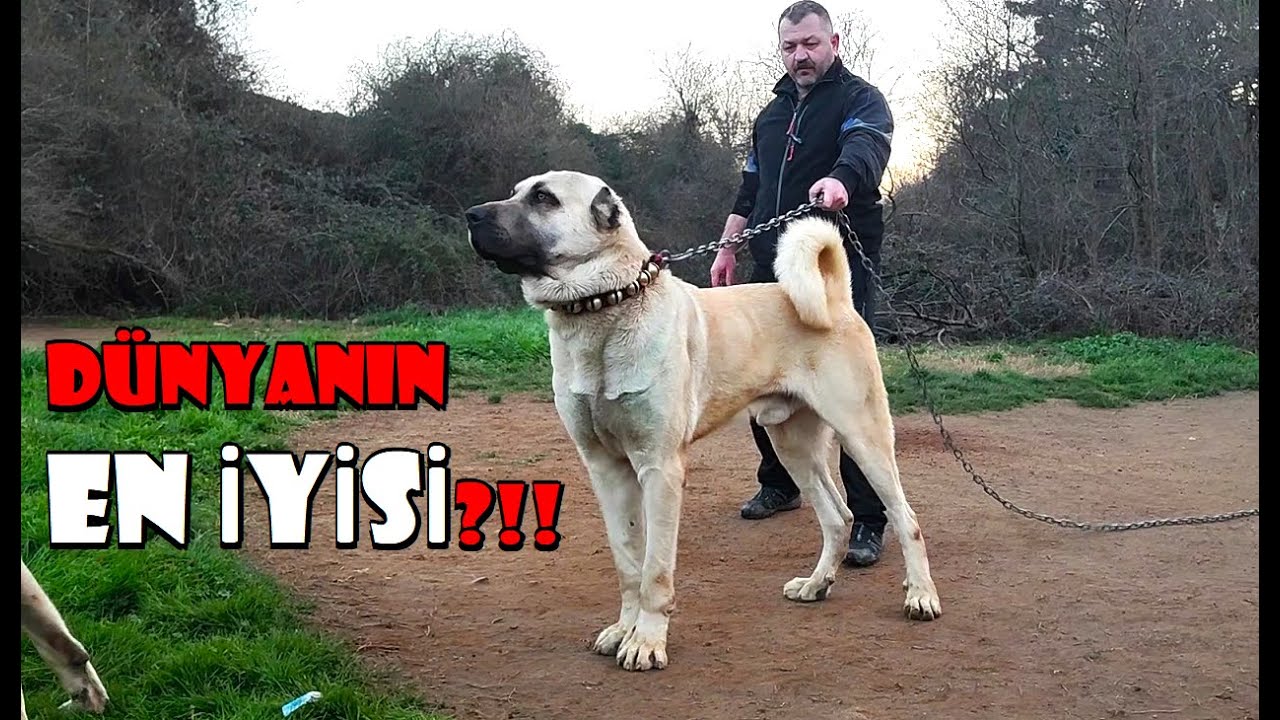 Не знаю, лучшие ли они в мире, но это один из лучших племенных экземпляров.