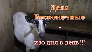 Видео Хозяйственные дела. (автор: Поселковые беседы)