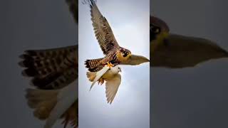 Shera Udhar Na jao 🥺🕊️❤️ #pigeon #kabootar #shorts #viral #shortsviral