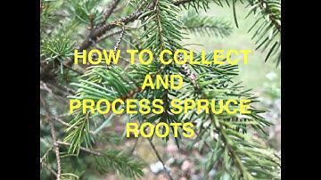 How to Collect and Process Spruce Roots