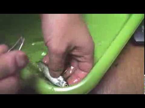 水カビ病の治療 Rokers Tv 0062 金魚 熱帯魚 水換え ろ過 Youtube