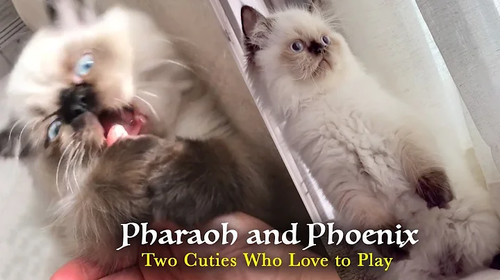 Video 11245401: himalayan persian cat, playful himalayan persian, himalayan cat love