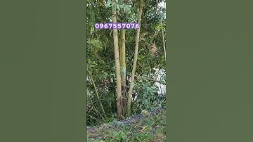 Đất trồng lúa _xã Bình Hòa Tây -Mộc Hóa -LA.Mt lộ đá xanh ôtô cập đất.Khu đê bao xạ lúa 3 vụ