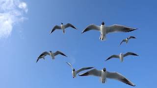 far bird away fly god into dear