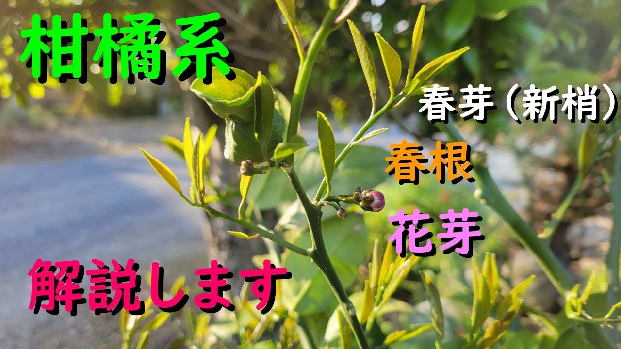 ただの根で新芽が生えるのか? | 【剪定】 まず新芽がどこから出てくるかを考える – KHYV
