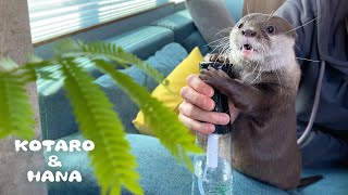 Funny Otter Reaction to Micro Mist Sprayer