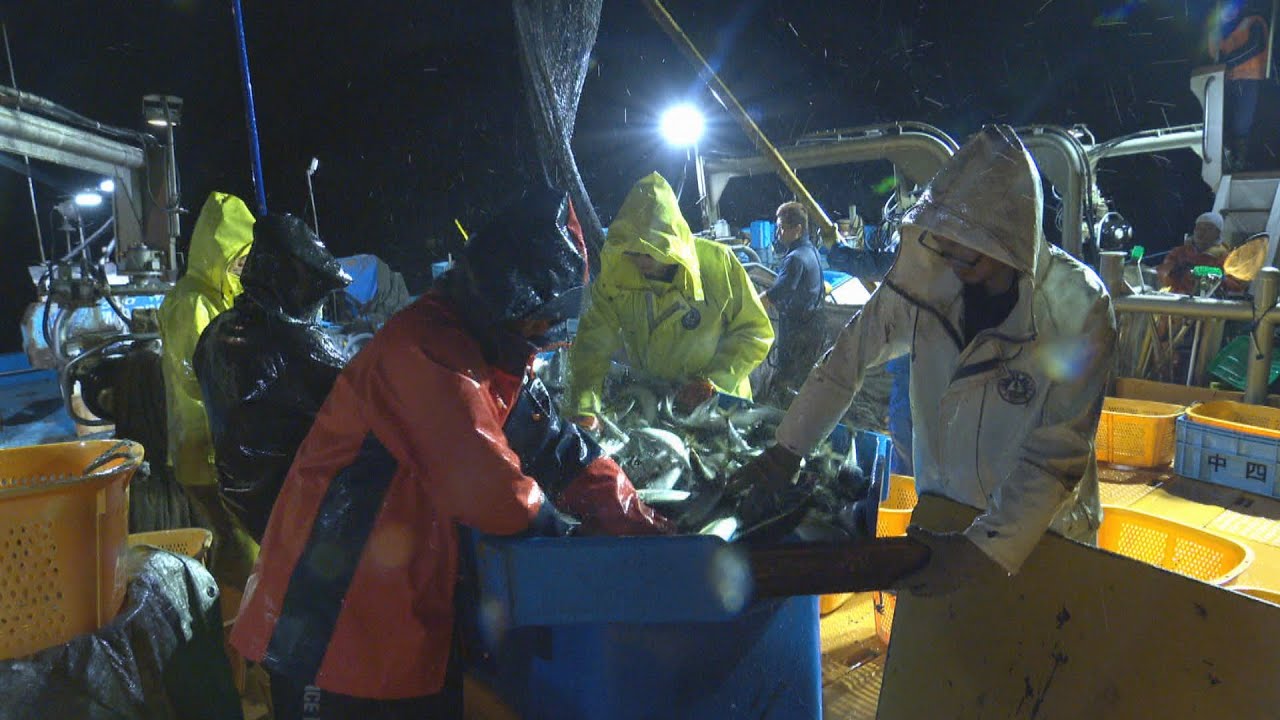 富山湾で「うれしい悲鳴」 サバ漁獲量40年で最多 漁師もびっくり「サバサバしている」 太平洋側から引き合い急増