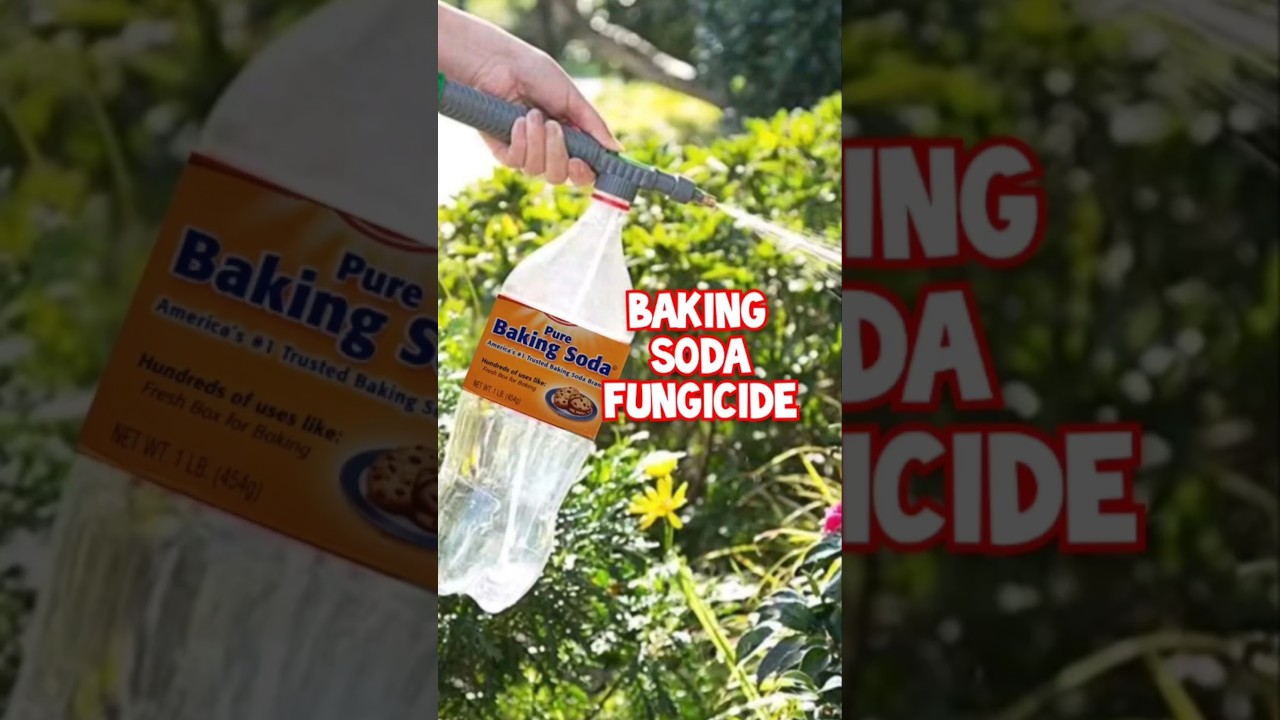 Baking Soda Fungicide for plants #homemade #pesticide #shorts