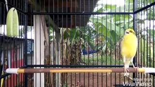 Download Lagu Kenari suara kuntilanan MP3