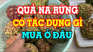Quả na rừng - Na rừng có tác dụng gì - Cách ngâm rượu quả na rừng