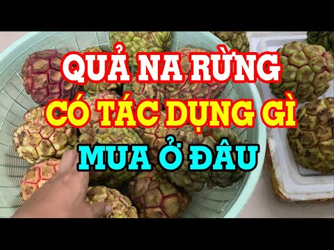 Video Quả na rừng - Na rừng có tác dụng gì - Cách ngâm rượu... - youtube