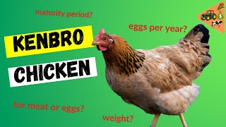 Why Kenbro Chicken Breed Is Among The Best For Kienyeji Chicken Farming In Kenya?