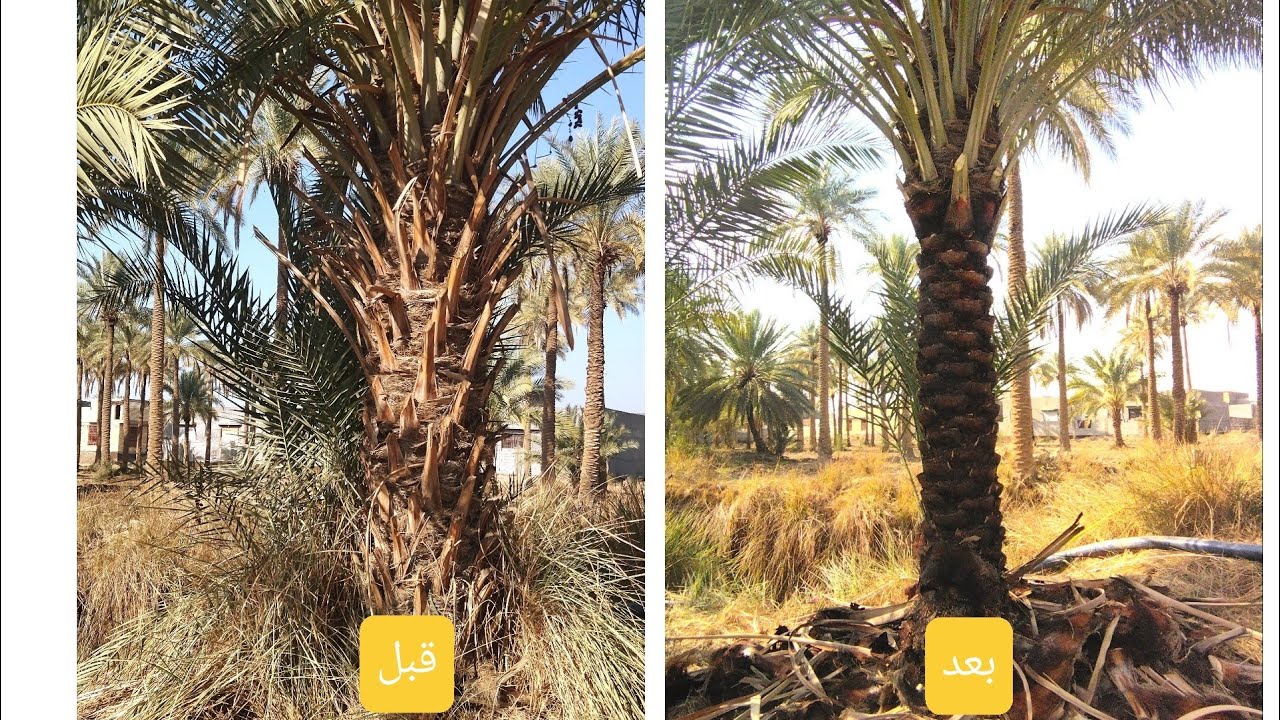 تكريب النخيل 🌴 بجانب ضفه النهر ⛵