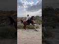 اشقر دينار خيل ابوخيال اكسبلور الخيل حصان Horse ترند تيك توك Automobile 