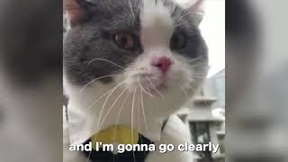 Katzen reden !! OMG-Katzen können Englisch sprechen