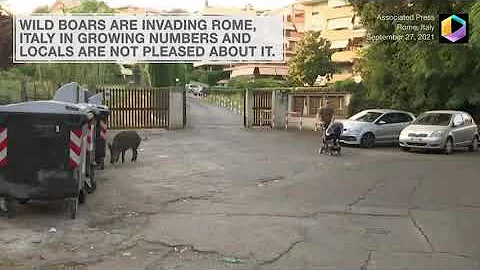 Wild Boars Are Taking Over Rome