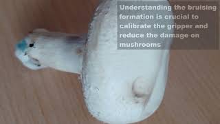 Mushroom Bruising - Project SoftGrip