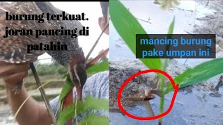 Mancing burung ayam-ayaman dengan laron