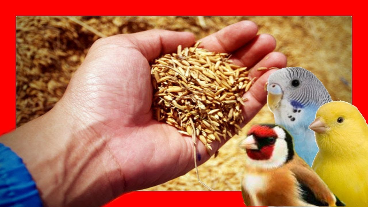 suicidio carrete rasguño Seeds for birds 🐥 Seed properties for canaries, parakeets - YouTube