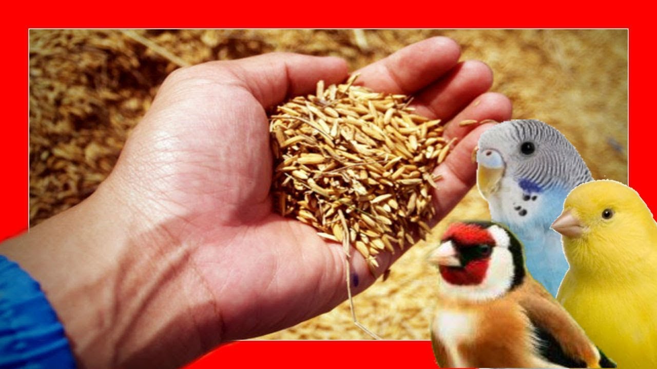 Seguir Expulsar a clima Seeds for birds 🐥 Seed properties for canaries, parakeets - YouTube