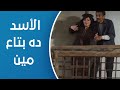 قلب الأسد خافت أول لما شافت الأسد قصادها 