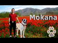 Чистокровный туркменский Алабай- Мокана / Хангаплан. / Моменты из жизни
