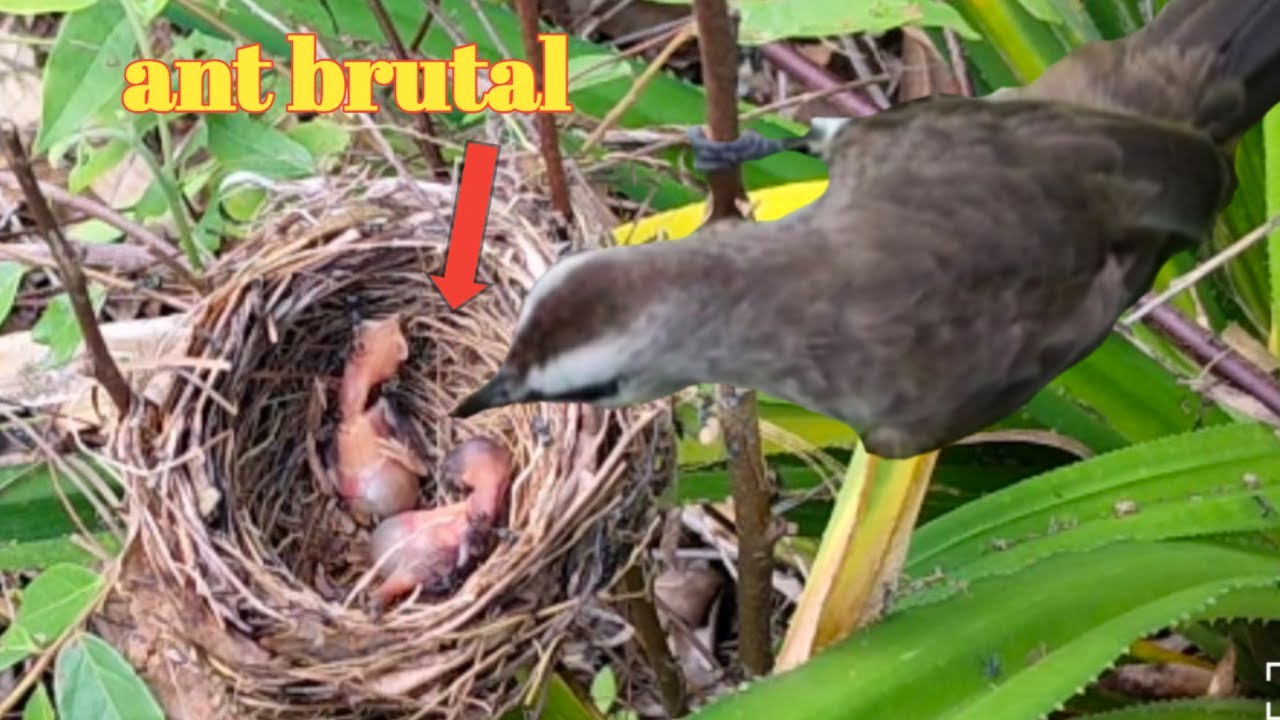 Ants bite baby birds fall from nest