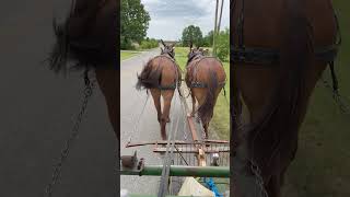 Training mules before going back home to Alabama