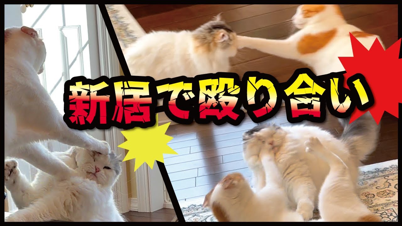新居で大ゲンカ！！渾身の左ストレートをまともにもらった後輩猫が