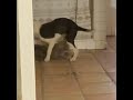 slippery cat vs. puppy