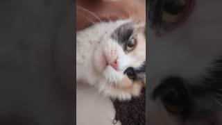 #cat #facts #cutecat #babycat #catvideos #catshorts #persiancat #catlife #catsounds #catmemes#cutie