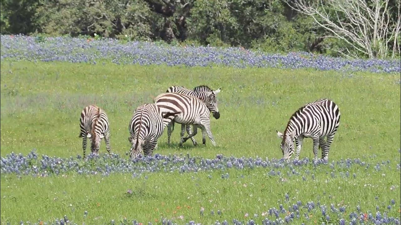 Zebras in Texas YouTube