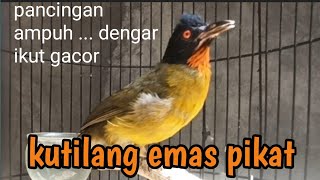 Kutilang emas pikat