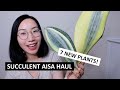 Succulent Asia Plant Mail Unboxing! Adding 7 Rare Sansevieria and Succulents to My Collection