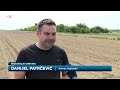 Vrane poljoprivrednicima uništavaju usjeve
