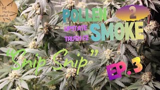 Pollen to Smoke Series | Upstate Truth F2 Ep.3 | IBL | Creating feminized F2 | Harvest