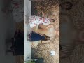 honey smily tv