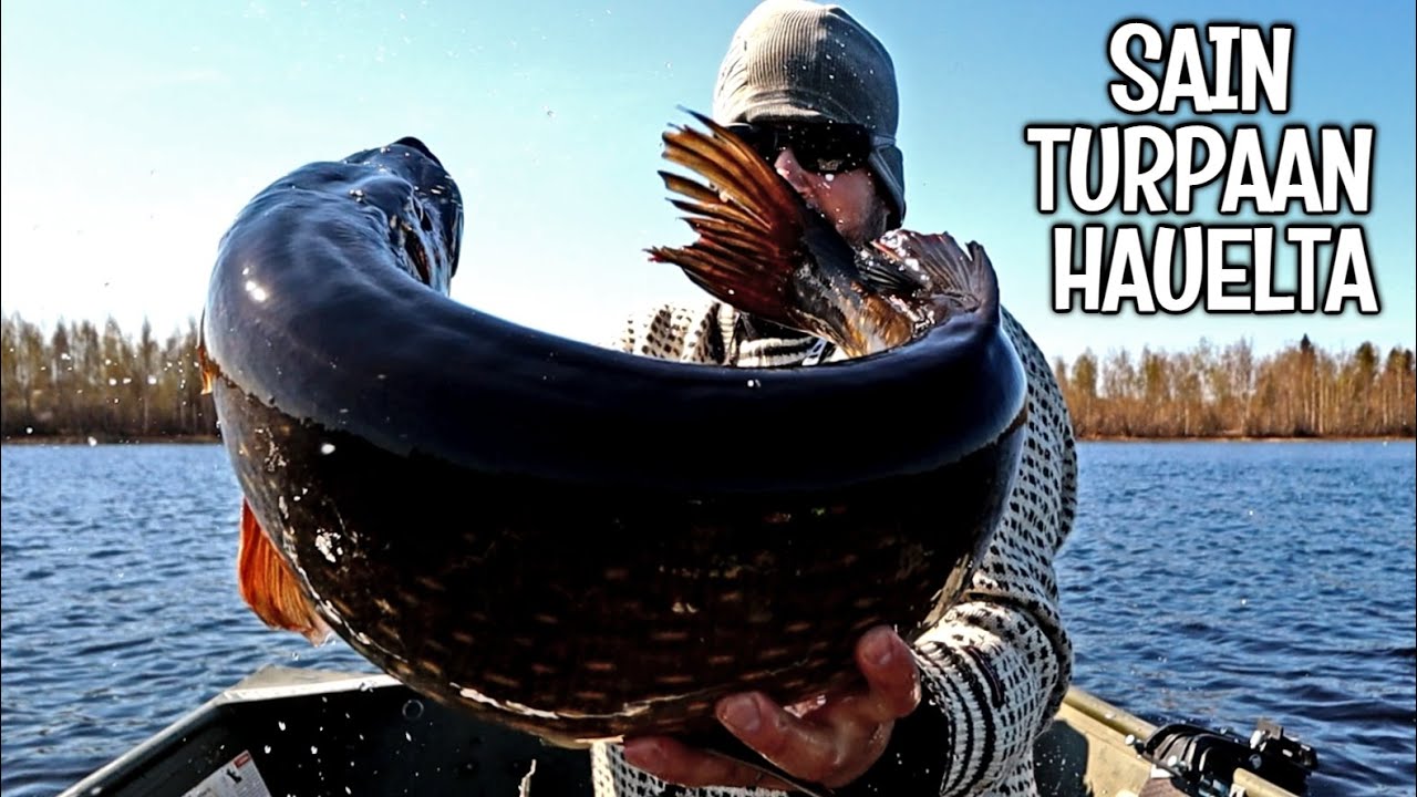 NYT LÖYTYI HAUKIPAIKAT - METRIHAUKIA PERÄKKÄISILLÄ HEITOILLA - HAUET MATALASSA LÄHELLÄ KUTUPAIKKOJA