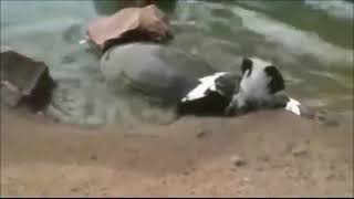 Tortoise Hunting And Eating A Dove