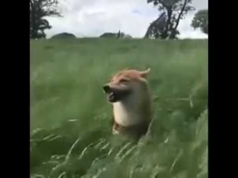 Shiba Inu Video With The Intro Of This Charming Man Youtube