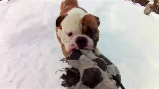Американский бульдог Брайс-Держим себя в тонусе\American Bulldog Bryce Американский бульдог Брайс-Держим себя в тонусе\American Bulldog Bryce