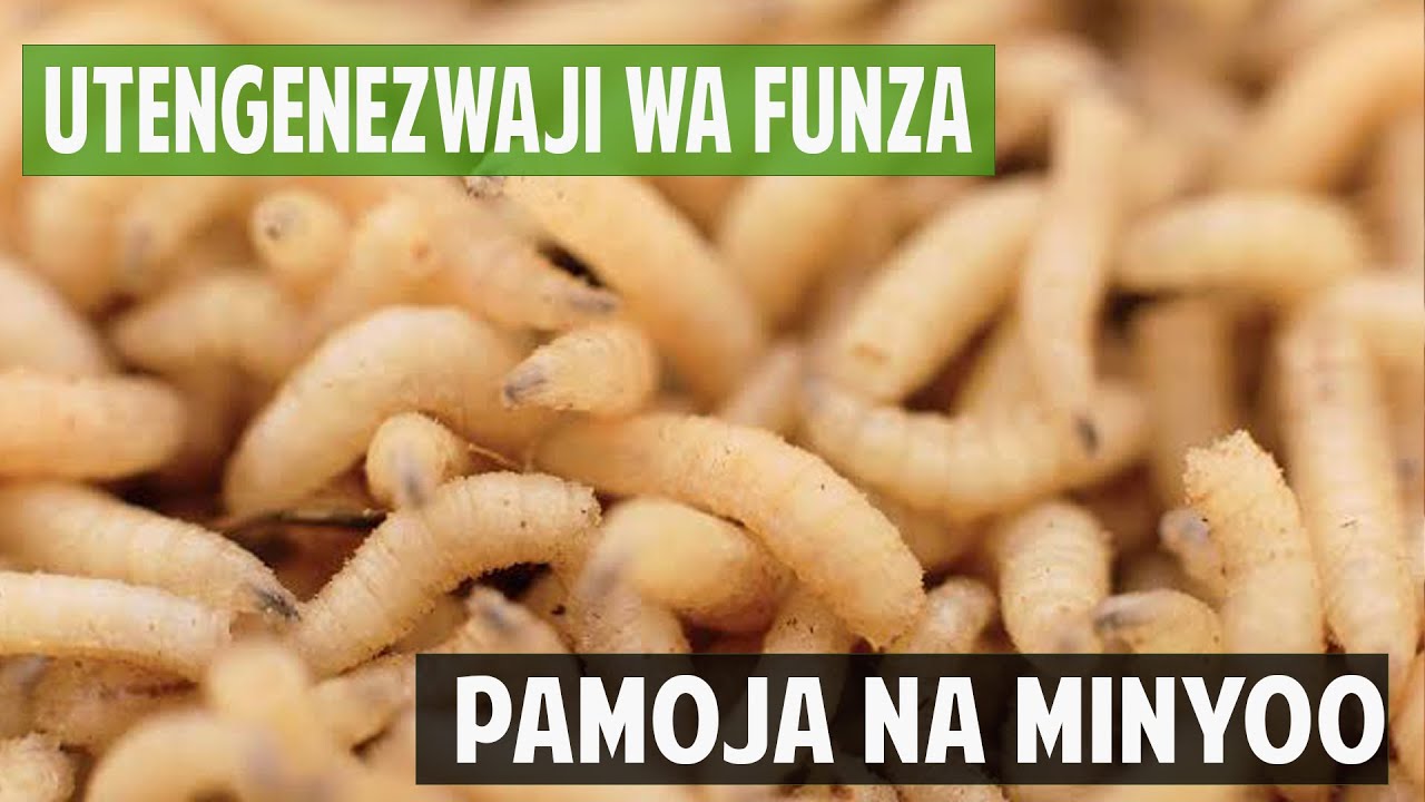 UTENGENEZWAJI WA FUNZA PAMOJA NA MINYOO