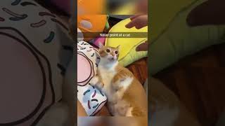 Funny Cats #cat #cats #funnh